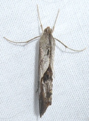 Evergestis obliqualis