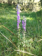 Lobelia fenestralis