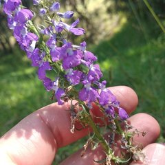 Lobelia fenestralis