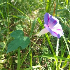 Ipomoea purpurea
