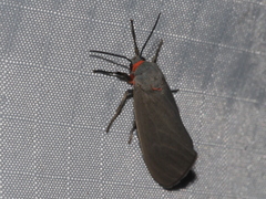 Pygarctia murina