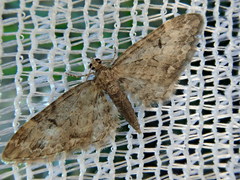 Eupithecia subbreviata