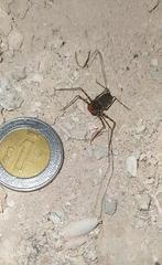 Phrynus operculatus