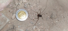 Phrynus operculatus