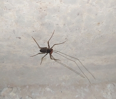 Phrynus operculatus