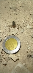 Phrynus operculatus