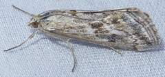 Evergestis vinctalis