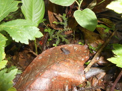 Pristimantis thectopternus