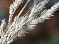 Calamagrostis inexpansa