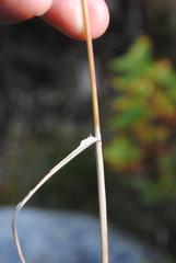 Calamagrostis inexpansa