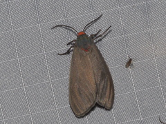Pygarctia murina