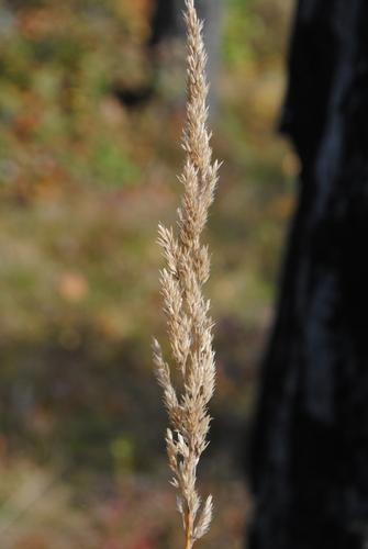 Northern Reedgrass (Calamagrostis inexpansa)