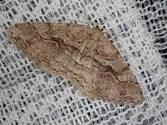 Protalcis concinnata