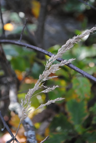 Image of Calamagrostis inexpansa by (c) Zihao Wang, some rights reserved (CC BY)