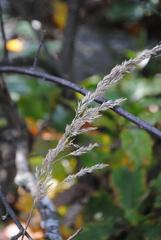 Calamagrostis inexpansa