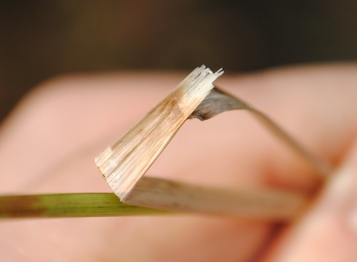 Calamagrostis inexpansa, photograph 4