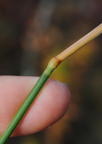 Image of Calamagrostis inexpansa by (c) Zihao Wang, some rights reserved (CC BY)