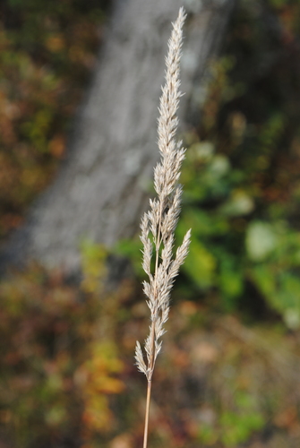 Calamagrostis inexpansa, photograph 6