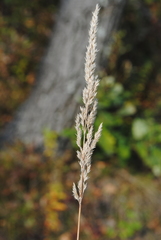 Calamagrostis inexpansa