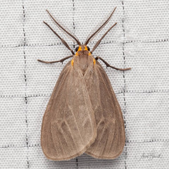 Pagara simplex