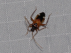 Eustictus