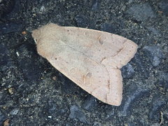 Anorthoa angustipennis
