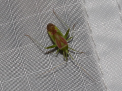 Phytocoris roseotinctus