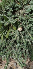 Pimelea prostrata