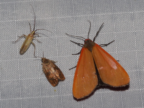 Showy Holomelina photo 2