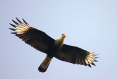 Southern Caracara photo 3