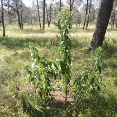 Cestrum aurantiacum