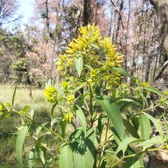 Cestrum aurantiacum