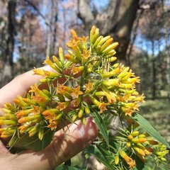 Cestrum aurantiacum