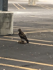 Buteo jamaicensis