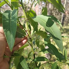 Cestrum aurantiacum