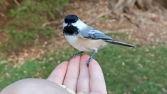 Poecile atricapillus image