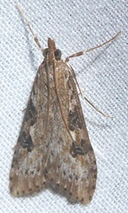 Udea abstrusa