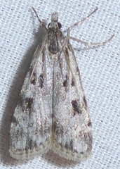 Scoparia normalis