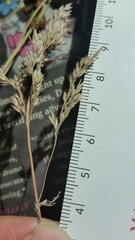 Calamagrostis inexpansa