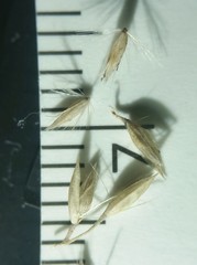 Calamagrostis inexpansa