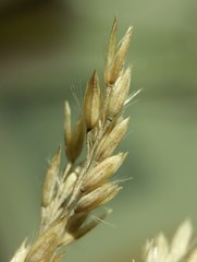 Calamagrostis inexpansa
