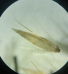 Calamagrostis inexpansa