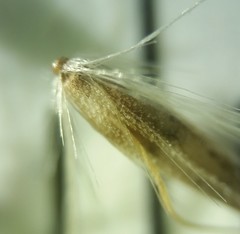 Calamagrostis inexpansa