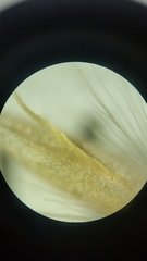 Calamagrostis inexpansa