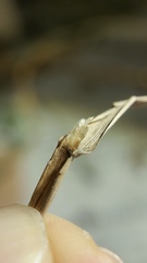 Calamagrostis inexpansa