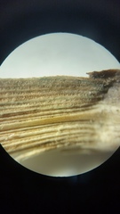 Calamagrostis inexpansa