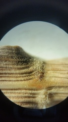 Calamagrostis inexpansa