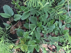 Dorstenia brasiliensis