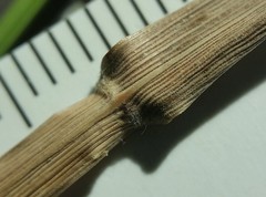 Calamagrostis inexpansa