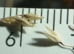 Calamagrostis inexpansa